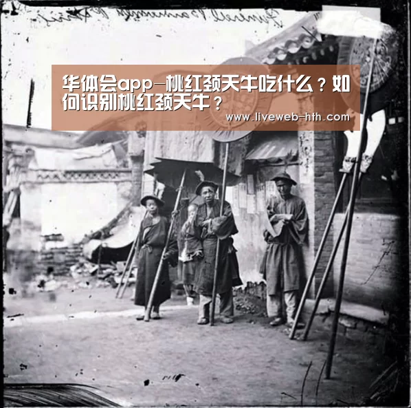 华体会app-桃红颈天牛吃什么?如何识别桃红颈天牛?(图3) 华体会app