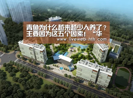 青鱼为什么越来越少人养了？主要因为这五个因素！“华体会”